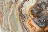 Polished Crazy Lace Agate Section - Mexico #323877-2